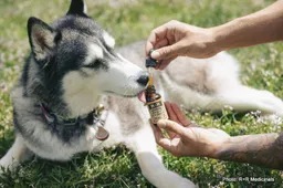 CBD Oils for Pets: Are they Safe or Not?
