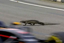 Maybe Godzilla had a kid!