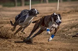Psychology Behind Greyhound Betting: What Drives Decisions?
