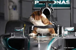 Hamilton: Roscoe's 12-and-a-half years old so he's an old boy