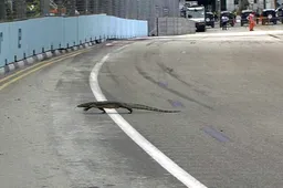 Verstappen and giant lizard cross paths in Singapore