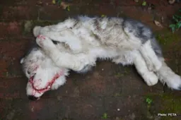Domenicali receives a 'dead dog' from PETA