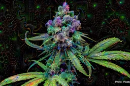Marijuana Plant Genetics: Understanding Strains and Varieties