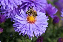 bee gf59a742d6 1920 bij