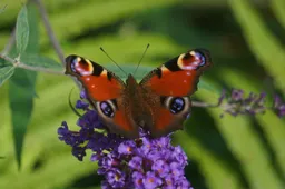 butterfly g461b3e711 1280 dagpauwoog jan van bizar via pixabay