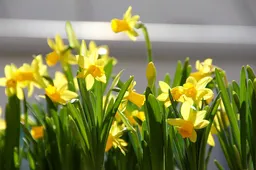 easter 1046629 960 720 narcissen pasen 2018