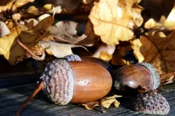 eikels herfst zonnig pixnio