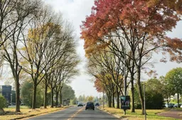 bomen herfst