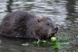 beaver 5912466 640
