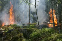 tree-forest-smoke-jungle-autumn-fire-1095427-pxhere.com