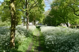 ruimte bos woningen nb