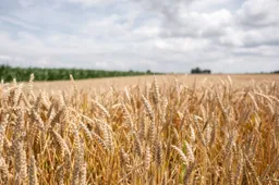 Zummerbühne 2026_WEB_door Nienke Maat