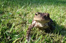 annsofieg-frog-2123851_1280