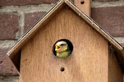 bird-wing-wood-birdhouse-shape-old-world-flycatcher-857285-pxhere.com