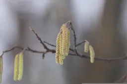 els-pollen-annailarionova-pixabay