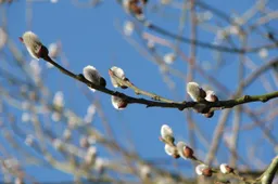 finy-willow-catkin-245247_1280