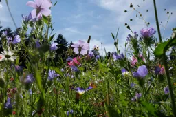 ellespictures-flowers-5182452