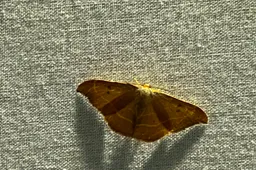 IMG_1103 (1)
