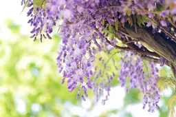 natural-4198196-960-720-blauwe-regen