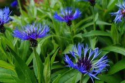 kapa65-cornflower-337683