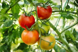 planet_fox-tomatoes-6614242