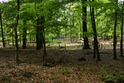 Bosgebied_zonder_ondergroei_in_het_Nationaal_Park_Veluwezoom