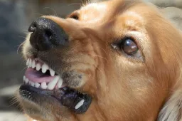 dog-angry-dog-aggressive-animals-21e798