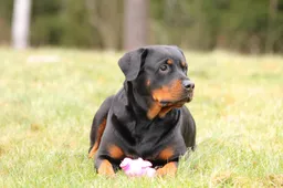 rottweiler-323265_1920