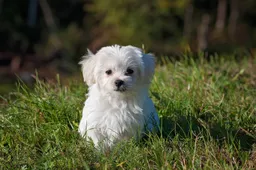 pezibear-maltese-1123016