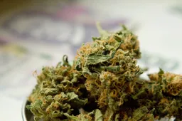 herb-3669792_1280