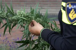 agent heeft hennepplant in handen politie ijmond 915x518 1