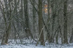 winterse zon door bomen