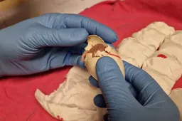 papegaai-komt-uit-ei-op-schiphol (1)