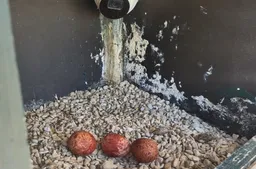 blog 26 april  de eerst 3 slchtvalk eieren