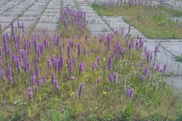 blog 7 juni orchideeenop een parkeer dak