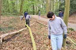 blog28 juni 30 m hoge esdoorn zaailingen  verwidjeren