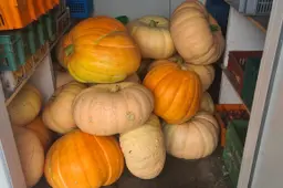 blog 16 augustus 900 kg pompoenen