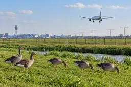 Ganzen en vliegtuig bij Schiphol