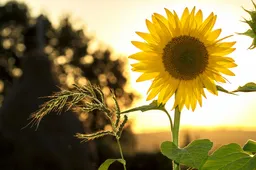 pexels zonnebloem