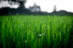 pexels fox gras groen
