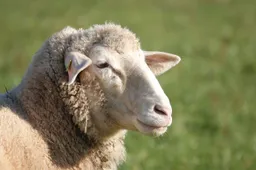 sheep 4673941 1280