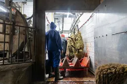 rituele-slacht-nvwa-controle