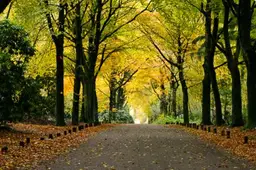 herfst blad bladkorf gemeente harderwijk