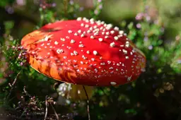 paddenstoel herfst vliegenzwam rood wit stippen pixabay