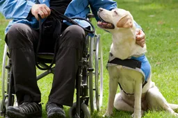 geleidehond