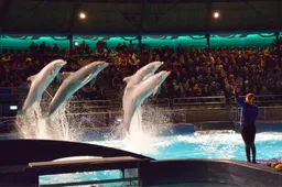 Dolfinarium DolfijndoMijn2