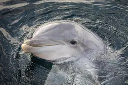 Een dolfijn in het Dolfinarium in Harderwijk. Foto: Dolfinarium.