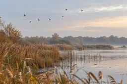 Vogels boven water en een rietkraag in een herfstlandschap.
