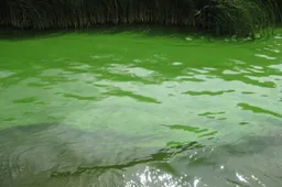 blauwalg in het kanaal alkmaar kolhorn marion golsteijn