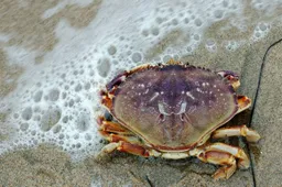 strand foto